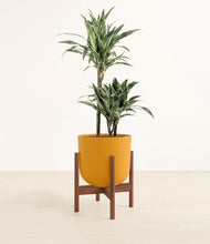Load image into Gallery viewer, Sunset Orange stand:walnut
