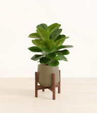 Load image into Gallery viewer, Olive stand:walnut
