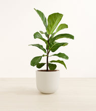 Load image into Gallery viewer, Natural Bamboo*****Profile
