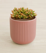 Load image into Gallery viewer, Striped Rose Pink stand:all
