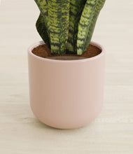 Load image into Gallery viewer, Sandy Pink stand:all
