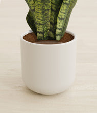 Load image into Gallery viewer, Cotton White stand:all
