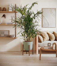 Load image into Gallery viewer, Sage Green stand:walnut
