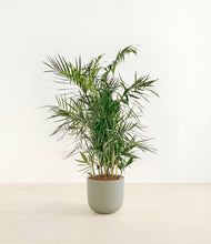 Load image into Gallery viewer, Sage Green*****Profile
