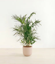 Load image into Gallery viewer, Sandy Pink*****Profile
