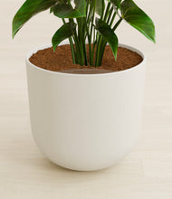 Load image into Gallery viewer, Natural Bamboo stand:all
