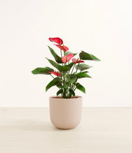 Load image into Gallery viewer, Sandy Pink*****Profile
