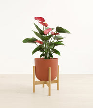 Load image into Gallery viewer, Earth Red stand:bamboo
