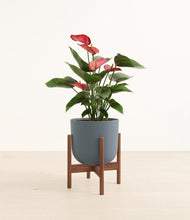 Load image into Gallery viewer, Iron Gray stand:walnut
