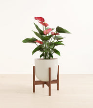 Load image into Gallery viewer, Natural Bamboo stand:walnut
