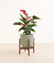 Load image into Gallery viewer, Sage Green stand:walnut
