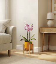 Load image into Gallery viewer, Mustard stand:bamboo
