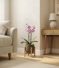 Load image into Gallery viewer, Olive stand:bamboo
