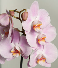Load image into Gallery viewer, -
