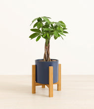 Load image into Gallery viewer, Deep Navy stand:light
