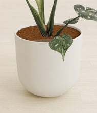 Load image into Gallery viewer, Natural Bamboo stand:all

