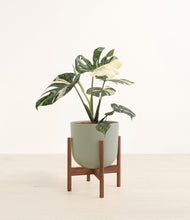 Load image into Gallery viewer, Sage Green stand:walnut
