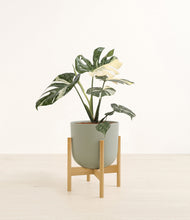 Load image into Gallery viewer, Sage Green stand:bamboo
