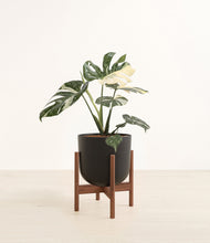 Load image into Gallery viewer, Stone Black stand:walnut
