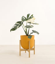 Load image into Gallery viewer, Sunset Orange stand:bamboo
