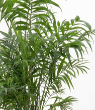Lade das Bild in den Galerie-Viewer, ALL
