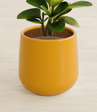 Load image into Gallery viewer, Mustard stand:all

