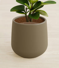 Load image into Gallery viewer, Olive stand:all
