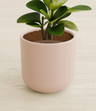 Load image into Gallery viewer, Sandy Pink stand:all
