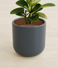 Load image into Gallery viewer, Iron Gray stand:all
