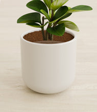 Load image into Gallery viewer, Cotton White stand:all
