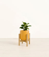 Load image into Gallery viewer, Mustard stand:bamboo
