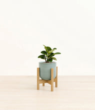 Load image into Gallery viewer, Reactive Aqua stand:bamboo
