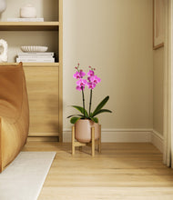 Load image into Gallery viewer, Gentle Pink stand:bamboo
