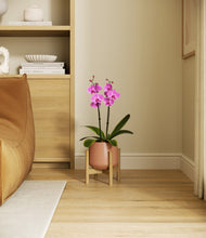 Load image into Gallery viewer, Calm Rose stand:bamboo
