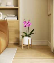 Load image into Gallery viewer, White stand:bamboo
