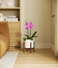 Load image into Gallery viewer, -
