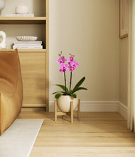 Load image into Gallery viewer, Shiny EggWhite stand:bamboo
