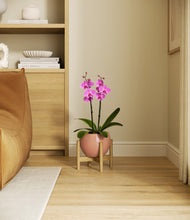Load image into Gallery viewer, Calm Rose stand:bamboo
