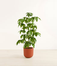 Load image into Gallery viewer, Earth Red*****Profile
