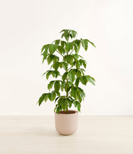 Load image into Gallery viewer, Sandy Pink*****Profile

