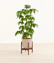 Load image into Gallery viewer, Sandy Pink stand:walnut
