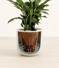 Lade das Bild in den Galerie-Viewer, Cotton White stand:all
