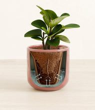 Load image into Gallery viewer, Hammered Rose Pink stand:all
