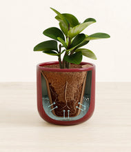 Load image into Gallery viewer, Striped Cherry Red stand:all
