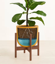 Load image into Gallery viewer, Sunset Orange stand:walnut
