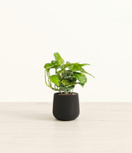 Charger l'image dans la galerie, Golden Pothos

