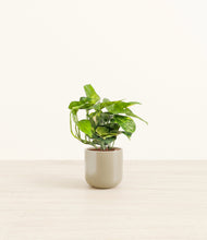 Lade das Bild in den Galerie-Viewer, Sage Green*****Profile
