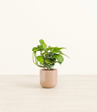 Lade das Bild in den Galerie-Viewer, Glossy Pink*****Profile
