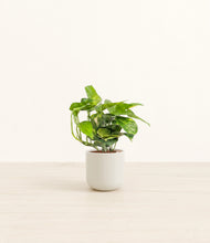 Lade das Bild in den Galerie-Viewer, Cotton White*****Profile
