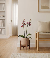 Load image into Gallery viewer, Gentle Pink stand:walnut
